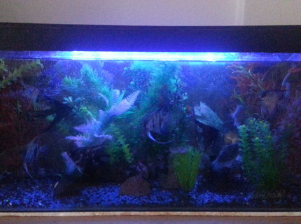 50 gallons freshwater fish tank (mostly fish and non-living decorations) - My tank 50 gallons freshwater fish tank (mostly fish and non-living decorations) - My tank