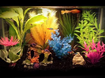 5 gallons freshwater fish tank (mostly fish and non-living decorations) 5 gallons freshwater fish tank (mostly fish and non-living decorations)
