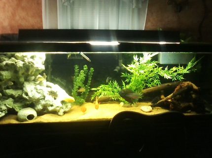 135 gallons freshwater fish tank (mostly fish and non-living decorations) - 135 GALLON S/C AMERICAN CICHLIDS 135 gallons freshwater fish tank (mostly fish and non-living decorations) - 135 GALLON S/C AMERICAN CICHLIDS