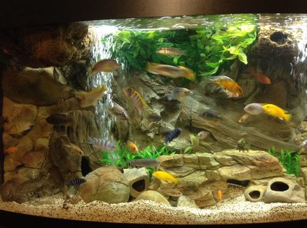 72 gallons freshwater fish tank (mostly fish and non-living decorations) - 3D rock elements 72 gallons freshwater fish tank (mostly fish and non-living decorations) - 3D rock elements