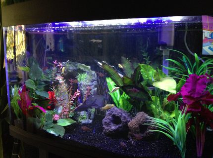 45 gallons freshwater fish tank (mostly fish and non-living decorations) - My tank. 45 gallons freshwater fish tank (mostly fish and non-living decorations) - My tank.
