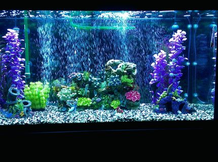 90 gallons freshwater fish tank (mostly fish and non-living decorations) - Updated photo. 90 gallons freshwater fish tank (mostly fish and non-living decorations) - Updated photo.
