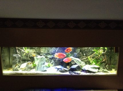 210 gallons freshwater fish tank (mostly fish and non-living decorations) - 210 tank re-arranged 210 gallons freshwater fish tank (mostly fish and non-living decorations) - 210 tank re-arranged