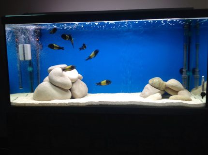 200 gallons freshwater fish tank (mostly fish and non-living decorations) - Tropheus ikola wc f0 2 m 6 f 200 gallons freshwater fish tank (mostly fish and non-living decorations) - Tropheus ikola wc f0 2 m 6 f