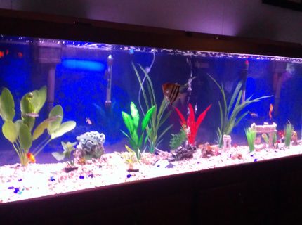 135 gallons freshwater fish tank (mostly fish and non-living decorations) - Freshwater, 3 live plants on left side of tank. Deep blue background. 24 peaceful fish. 135 gallons freshwater fish tank (mostly fish and non-living decorations) - Freshwater, 3 live plants on left side of tank. Deep blue background. 24 peaceful fish.
