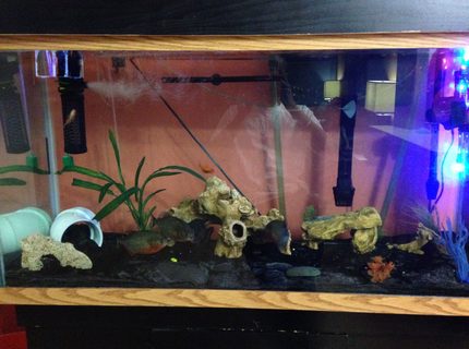 90 gallons freshwater fish tank (mostly fish and non-living decorations) - Daddy's Aquarium. 90 G 90 gallons freshwater fish tank (mostly fish and non-living decorations) - Daddy's Aquarium. 90 G