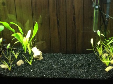 34 gallons freshwater fish tank (mostly fish and non-living decorations) - My First aquarium :) 34 gallons freshwater fish tank (mostly fish and non-living decorations) - My First aquarium :)