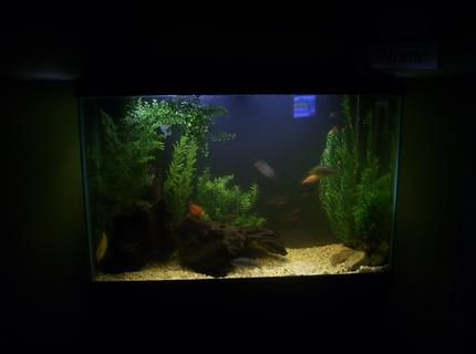 45 gallons freshwater fish tank (mostly fish and non-living decorations) 45 gallons freshwater fish tank (mostly fish and non-living decorations)