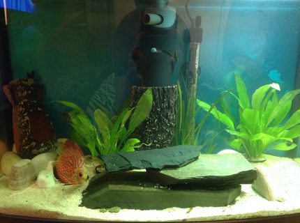 13 gallons freshwater fish tank (mostly fish and non-living decorations) - starter picture. 13 gallons freshwater fish tank (mostly fish and non-living decorations) - starter picture.
