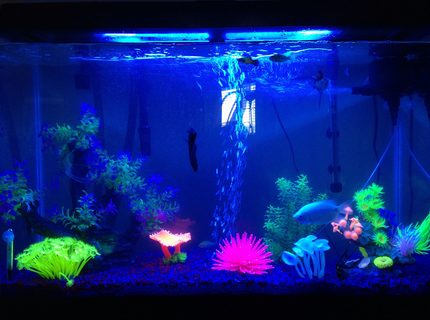 45 gallons freshwater fish tank (mostly fish and non-living decorations) - This is my 45 gallon tank 45 gallons freshwater fish tank (mostly fish and non-living decorations) - This is my 45 gallon tank