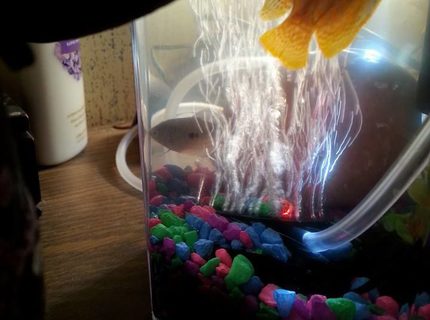 2 gallons freshwater fish tank (mostly fish and non-living decorations) - Bubbles and Blaze. RIP Blaze best fish that got along with bubbles. 2 gallons freshwater fish tank (mostly fish and non-living decorations) - Bubbles and Blaze. RIP Blaze best fish that got along with bubbles.