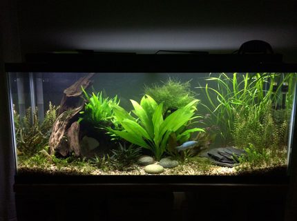 Rated #8: 55 Gallons Freshwater Fish Tank Rated #8: 55 Gallons Freshwater Fish Tank