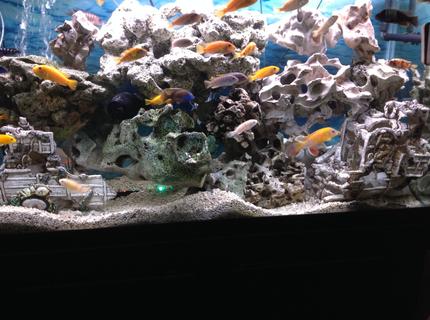 90 gallons freshwater fish tank (mostly fish and non-living decorations) 90 gallons freshwater fish tank (mostly fish and non-living decorations)
