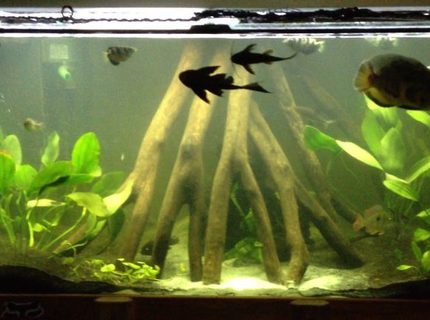 240 gallons freshwater fish tank (mostly fish and non-living decorations) - My display tank 240 gallons freshwater fish tank (mostly fish and non-living decorations) - My display tank