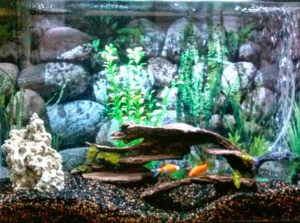 50 gallons freshwater fish tank (mostly fish and non-living decorations) 50 gallons freshwater fish tank (mostly fish and non-living decorations)