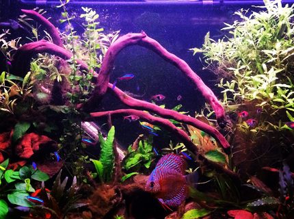 Rated #5: 75 Gallons Freshwater Fish Tank - My planted tank Rated #5: 75 Gallons Freshwater Fish Tank - My planted tank