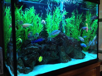 44 gallons freshwater fish tank (mostly fish and non-living decorations) - Tank Update 44 gallons freshwater fish tank (mostly fish and non-living decorations) - Tank Update
