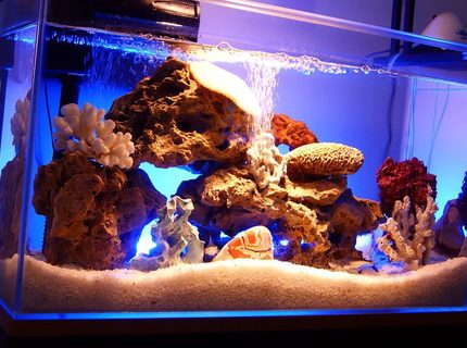 33 gallons freshwater fish tank (mostly fish and non-living decorations) - My Updated Aquarium with Sharks 33 gallons freshwater fish tank (mostly fish and non-living decorations) - My Updated Aquarium with Sharks