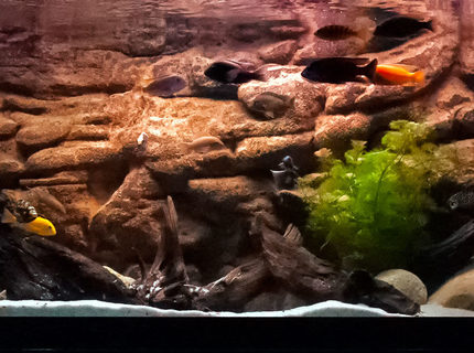 Rated #92: 125 Gallons Freshwater Fish Tank - 125 g african cichlid. Rated #92: 125 Gallons Freshwater Fish Tank - 125 g african cichlid.