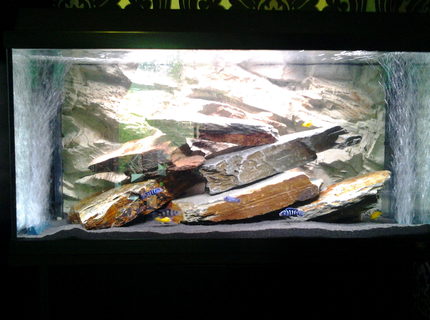 20 gallons freshwater fish tank (mostly fish and non-living decorations) - Cichlid tank 20 gallons freshwater fish tank (mostly fish and non-living decorations) - Cichlid tank