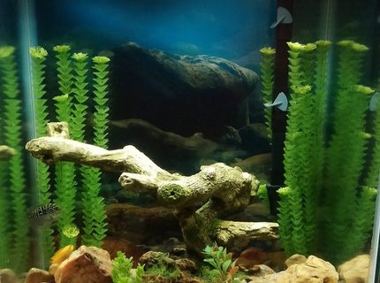 37 gallons freshwater fish tank (mostly fish and non-living decorations) - 2 months in on my 1st tank. 37 gallons freshwater fish tank (mostly fish and non-living decorations) - 2 months in on my 1st tank.