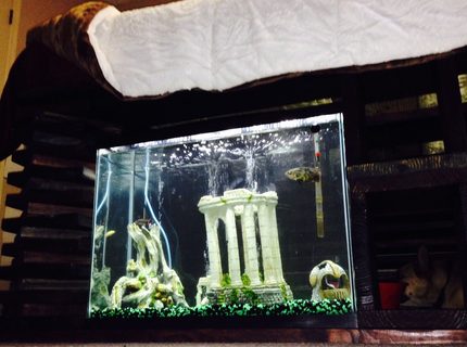 37 gallons freshwater fish tank (mostly fish and non-living decorations) - 37 gallon tank built in under my bed where my dog gets to look at the fish while he is in his "room" 37 gallons freshwater fish tank (mostly fish and non-living decorations) - 37 gallon tank built in under my bed where my dog gets to look at the fish while he is in his "room"
