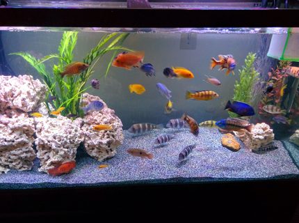 90 gallons freshwater fish tank (mostly fish and non-living decorations) - Waiting on new sand to settle. 90 gallons freshwater fish tank (mostly fish and non-living decorations) - Waiting on new sand to settle.