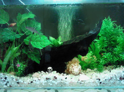 50 gallons freshwater fish tank (mostly fish and non-living decorations) - 50 gallon freshwater tank with white gravel bottom, central piece of driftwood and different kinds of fake and live plants. The tank is provided by good internal filtration system, heater and, air pumper for oxygen and moderate fluorescent lighting. 50 gallons freshwater fish tank (mostly fish and non-living decorations) - 50 gallon freshwater tank with white gravel bottom, central piece of driftwood and different kinds of fake and live plants. The tank is provided by good internal filtration system, heater and, air pumper for oxygen and moderate fluorescent lighting.