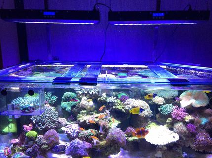 2 gallons freshwater fish tank (mostly fish and non-living decorations) 2 gallons freshwater fish tank (mostly fish and non-living decorations)