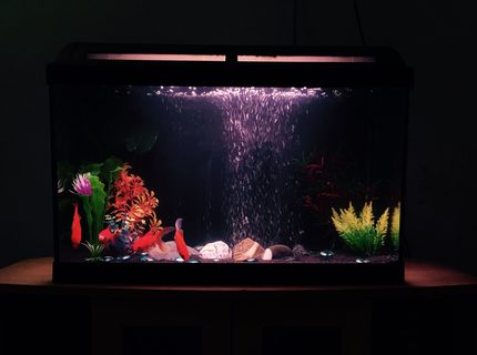 70 gallons freshwater fish tank (mostly fish and non-living decorations) - Fresh water goldfish tank 70 gallons freshwater fish tank (mostly fish and non-living decorations) - Fresh water goldfish tank