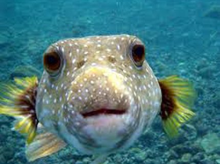 66 gallons freshwater fish tank (mostly fish and non-living decorations) - this is my face :(d 66 gallons freshwater fish tank (mostly fish and non-living decorations) - this is my face :(d