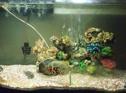 95 gallons freshwater fish tank (mostly fish and non-living decorations) - Blacky and the convict out from hiding 95 gallons freshwater fish tank (mostly fish and non-living decorations) - Blacky and the convict out from hiding