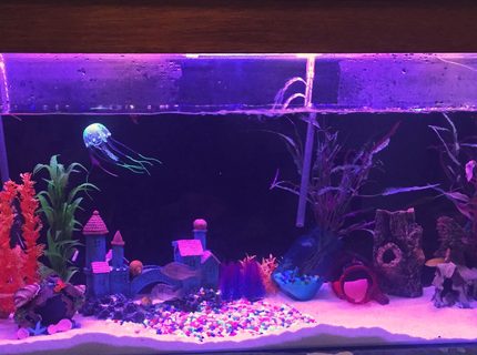 58 gallons freshwater fish tank (mostly fish and non-living decorations) - 4ft tank spooky one end fairy like other end 58 gallons freshwater fish tank (mostly fish and non-living decorations) - 4ft tank spooky one end fairy like other end