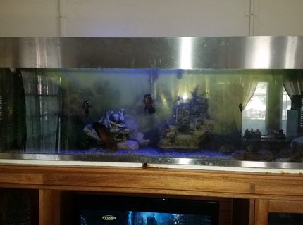 132 gallons freshwater fish tank (mostly fish and non-living decorations) - Fresh water tank with stainless steel trim 132 gallons freshwater fish tank (mostly fish and non-living decorations) - Fresh water tank with stainless steel trim