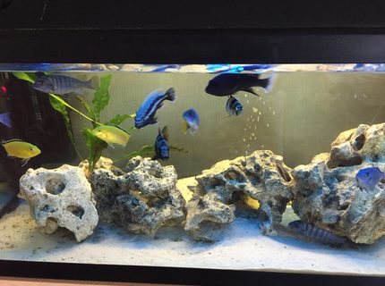 26 gallons freshwater fish tank (mostly fish and non-living decorations) - Cichlid tank with white volcanic rock and white sand.
Currently 2 x Internal filters, 2 x heaters and a bubble disc.
Also un-seen are 2 x catfish and a pleco. 26 gallons freshwater fish tank (mostly fish and non-living decorations) - Cichlid tank with white volcanic rock and white sand.
Currently 2 x Internal filters, 2 x heaters and a bubble disc.
Also un-seen are 2 x catfish and a pleco.
