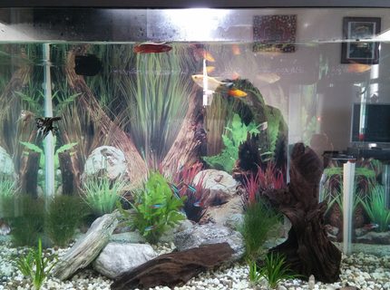 20 gallons freshwater fish tank (mostly fish and non-living decorations) - My overcorwded miracle - anyone close by and need some otherwise homeless fish?! 20 gallons freshwater fish tank (mostly fish and non-living decorations) - My overcorwded miracle - anyone close by and need some otherwise homeless fish?!