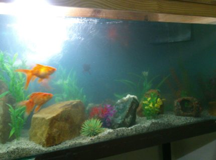 50 gallons freshwater fish tank (mostly fish and non-living decorations) - Vastu tank 50 gallons freshwater fish tank (mostly fish and non-living decorations) - Vastu tank
