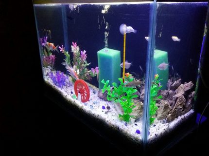 20 gallons freshwater fish tank (mostly fish and non-living decorations) - Freshwater Tank 20 gallons freshwater fish tank (mostly fish and non-living decorations) - Freshwater Tank