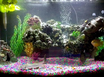 50 gallons freshwater fish tank (mostly fish and non-living decorations) - 50 gal bow front tank. 50 gallons freshwater fish tank (mostly fish and non-living decorations) - 50 gal bow front tank.