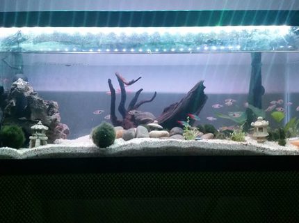 20 gallons freshwater fish tank (mostly fish and non-living decorations) - My New 20 gallon long tank set up. i tried to do a little aquascaping here. left a little cave and the rightt a open space for them to swim about. a couple of nanas including the big and small ones. a bunch of morimo moss balls. i decided to go against getting neon tetras since they die so easily and went with rasbora. glad i did. 20 gallons freshwater fish tank (mostly fish and non-living decorations) - My New 20 gallon long tank set up. i tried to do a little aquascaping here. left a little cave and the rightt a open space for them to swim about. a couple of nanas including the big and small ones. a bunch of morimo moss balls. i decided to go against getting neon tetras since they die so easily and went with rasbora. glad i did.