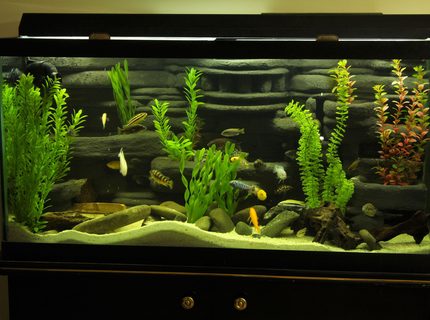 95 gallons freshwater fish tank (mostly fish and non-living decorations) - My 95 Gallon DIY 3D background setup 95 gallons freshwater fish tank (mostly fish and non-living decorations) - My 95 Gallon DIY 3D background setup
