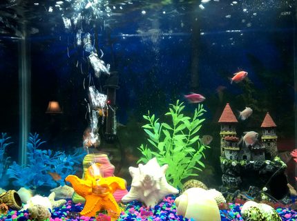 20 gallons freshwater fish tank (mostly fish and non-living decorations) - Moment in time 20 gallons freshwater fish tank (mostly fish and non-living decorations) - Moment in time