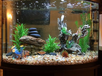 36 gallons freshwater fish tank (mostly fish and non-living decorations) - Quick build freshwater 36 gallons freshwater fish tank (mostly fish and non-living decorations) - Quick build freshwater