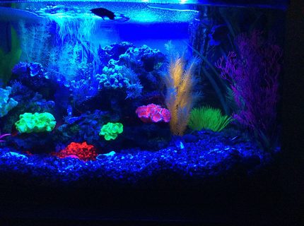 23 gallons freshwater fish tank (mostly fish and non-living decorations) - Blue led 23 gallons freshwater fish tank (mostly fish and non-living decorations) - Blue led