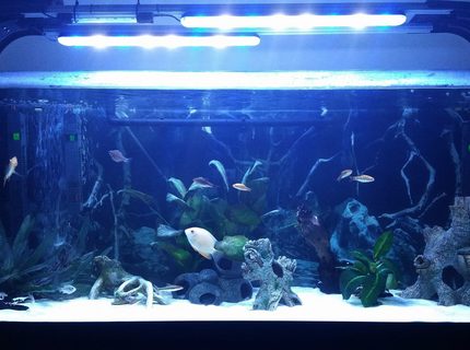 52 gallons freshwater fish tank (mostly fish and non-living decorations) - Gold Severum Tank 52 gallons freshwater fish tank (mostly fish and non-living decorations) - Gold Severum Tank