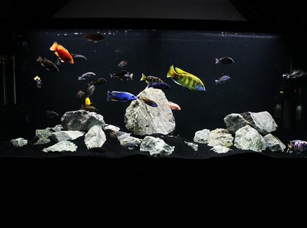 Rated #5: 120 Gallons Freshwater Fish Tank - My 120g African Cichlid Peacock / Hap Show Tank with a few odd balls! :D Rated #5: 120 Gallons Freshwater Fish Tank - My 120g African Cichlid Peacock / Hap Show Tank with a few odd balls! :D