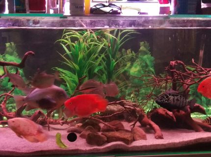 180 gallons freshwater fish tank (mostly fish and non-living decorations) - My freshwater setup 180 gallons freshwater fish tank (mostly fish and non-living decorations) - My freshwater setup