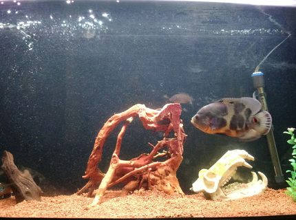 90 gallons freshwater fish tank (mostly fish and non-living decorations) - Oscar with a couple of jewels. German clay, driftwood, Artificial skull, barrel and plant. 90 gallons freshwater fish tank (mostly fish and non-living decorations) - Oscar with a couple of jewels. German clay, driftwood, Artificial skull, barrel and plant.