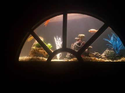 4 gallons freshwater fish tank (mostly fish and non-living decorations) - updated picture 4 gallons freshwater fish tank (mostly fish and non-living decorations) - updated picture