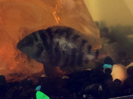 20 gallons freshwater fish tank (mostly fish and non-living decorations) - So I recently purchased a pair of unidentifiable African cichlids from my local pet smart and they are in a 20g tank, with a functioning heater and filtration system, dechlorinate water and the works. It was to my utter surprise 3 days ago when I discovered that there were a swarm of African baby cichlids, there are roughly 35-40 beautiful little babies swimming around the tank now and I am off to the store to purchase them insofouria / baby fish fry food, about 2 days ago I noticed white patches/ scales missing on what I now believe to be the female in the tank, I am very concerned of her well being and fear the male may be bullying her, and if so, what I can do to resolve the matter. I am also going to create more hiding spots for her in the short term. Right now the male appears to be picking up the young fry in his mouth and then spitting them back out and hoarding them in a conch shell I have in the tank and that's where the fry generally stay and he seems very territorial over the babies which is odd because when I was researching and looking at other forums I saw that it is much more likely and common for the females to be the sole caretakers and the males to disregard them or eat them once the fry reach the free swimming stage, with the excess mouth scooping activity I've come to the conclusion that they are mouth brooders, I am willing to do whatever possible to maintain their wellbeing I am just in need of some expert advise as this is my first pair of cichlids and I want to to things the correct way. Thank you. I will also try to post a picture of the male as I am seeking indemnification if possible. I've searched the web and still can't seem to find the type that they look like. I do not believe this I suck or fungal related but I could be wrong, I just want to receive the best ways to help her. I am currently setting up and cycling a new 10 gallon tank in the potential case that quarantine or separation is necessary. I am also looking on input as to how to relocate either the male or the fry as I am aware I will have to do so soon. I am new to this entire process, and I need all the friendly advice I can get. Thank you once again! 20 gallons freshwater fish tank (mostly fish and non-living decorations) - So I recently purchased a pair of unidentifiable African cichlids from my local pet smart and they are in a 20g tank, with a functioning heater and filtration system, dechlorinate water and the works. It was to my utter surprise 3 days ago when I discovered that there were a swarm of African baby cichlids, there are roughly 35-40 beautiful little babies swimming around the tank now and I am off to the store to purchase them insofouria / baby fish fry food, about 2 days ago I noticed white patches/ scales missing on what I now believe to be the female in the tank, I am very concerned of her well being and fear the male may be bullying her, and if so, what I can do to resolve the matter. I am also going to create more hiding spots for her in the short term. Right now the male appears to be picking up the young fry in his mouth and then spitting them back out and hoarding them in a conch shell I have in the tank and that's where the fry generally stay and he seems very territorial over the babies which is odd because when I was researching and looking at other forums I saw that it is much more likely and common for the females to be the sole caretakers and the males to disregard them or eat them once the fry reach the free swimming stage, with the excess mouth scooping activity I've come to the conclusion that they are mouth brooders, I am willing to do whatever possible to maintain their wellbeing I am just in need of some expert advise as this is my first pair of cichlids and I want to to things the correct way. Thank you. I will also try to post a picture of the male as I am seeking indemnification if possible. I've searched the web and still can't seem to find the type that they look like. I do not believe this I suck or fungal related but I could be wrong, I just want to receive the best ways to help her. I am currently setting up and cycling a new 10 gallon tank in the potential case that quarantine or separation is necessary. I am also looking on input as to how to relocate either the male or the fry as I am aware I will have to do so soon. I am new to this entire process, and I need all the friendly advice I can get. Thank you once again!